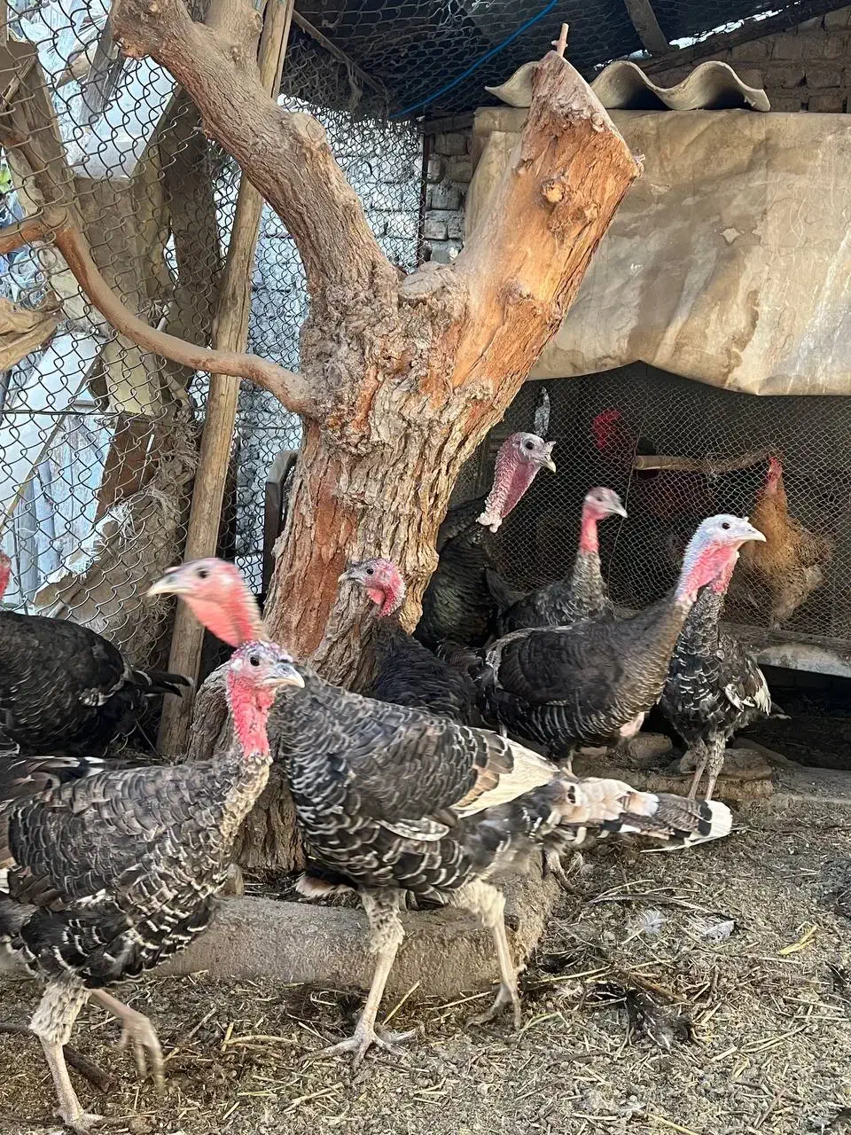 بوقلمون خانگی رسمی بومی ارگانیک|حیوانات مزرعه|وحیدیه, |دیوار