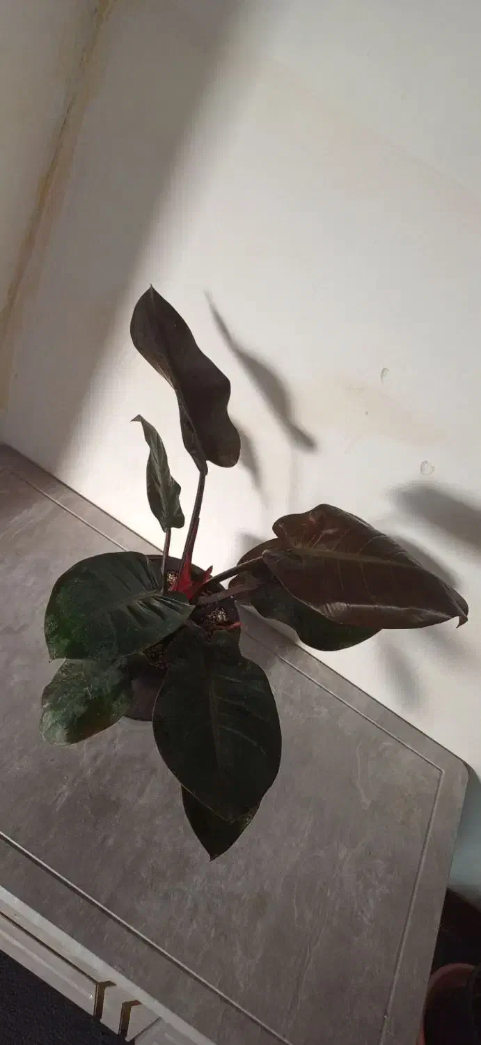 گلها فروشی|گل و گیاه طبیعی|خاش, |دیوار