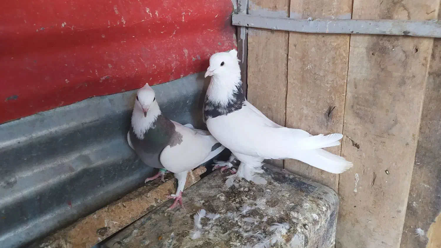 طوقی|پرنده|شاهرود, |دیوار