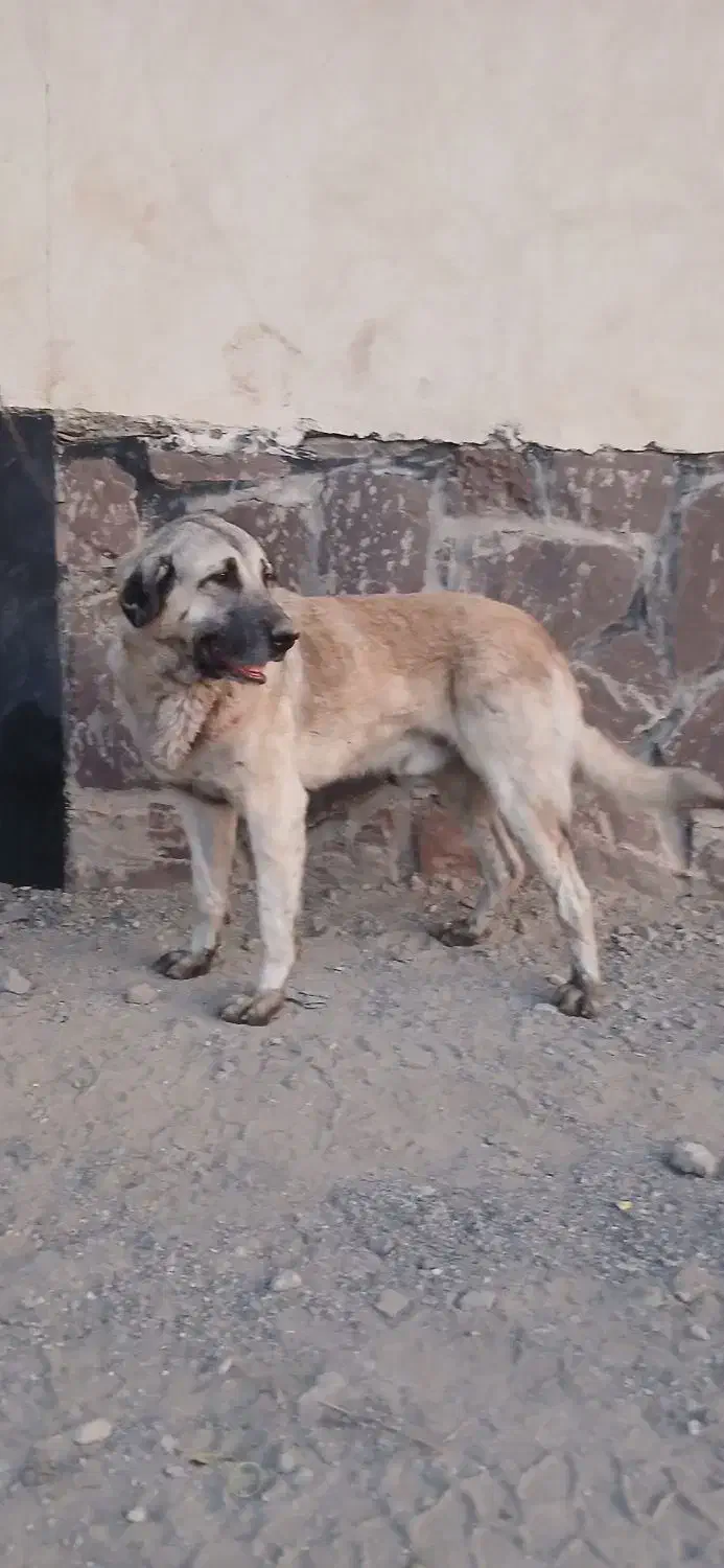 سگ نگهبان|سگ|بومهن, |دیوار