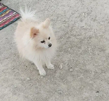 پامرانین بازی گوش|سگ|گلبهار, شهر جدید گلبهار|دیوار