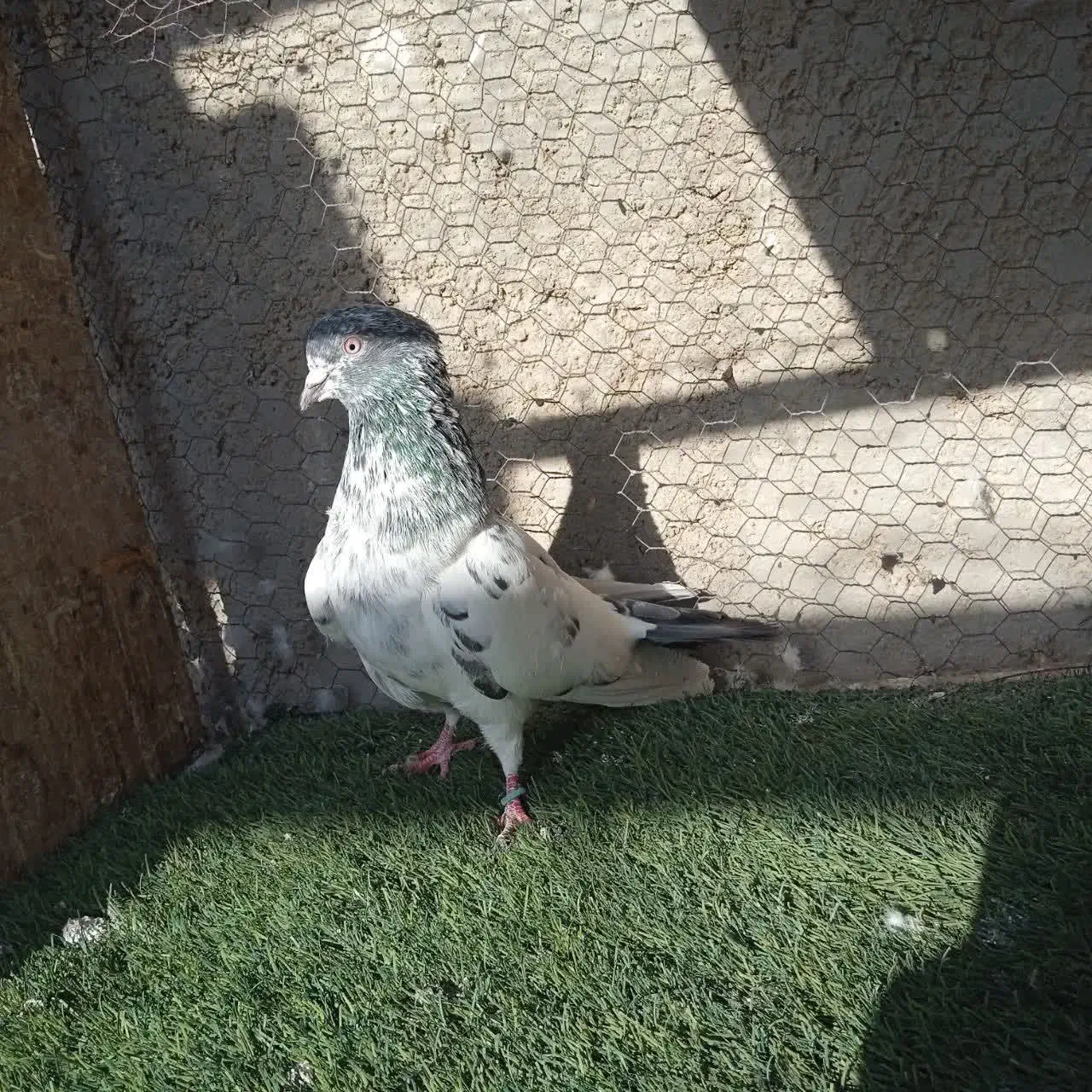 نقش|پرنده|زارچ, |دیوار