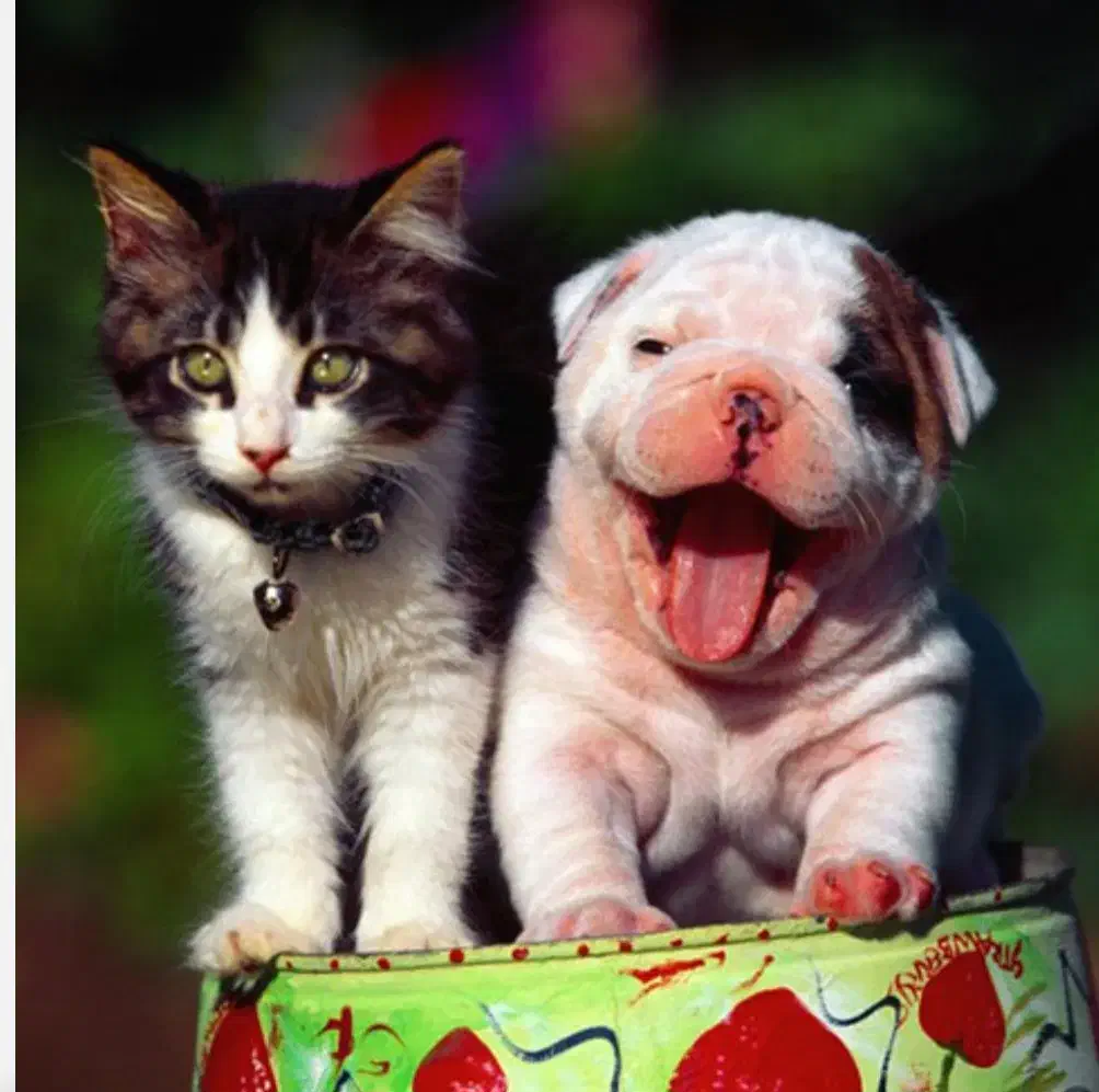 اصلاح و آموزش اصلاح حیوانات|لوازم جانبی حیوانات|کرج, عظیمیه|دیوار