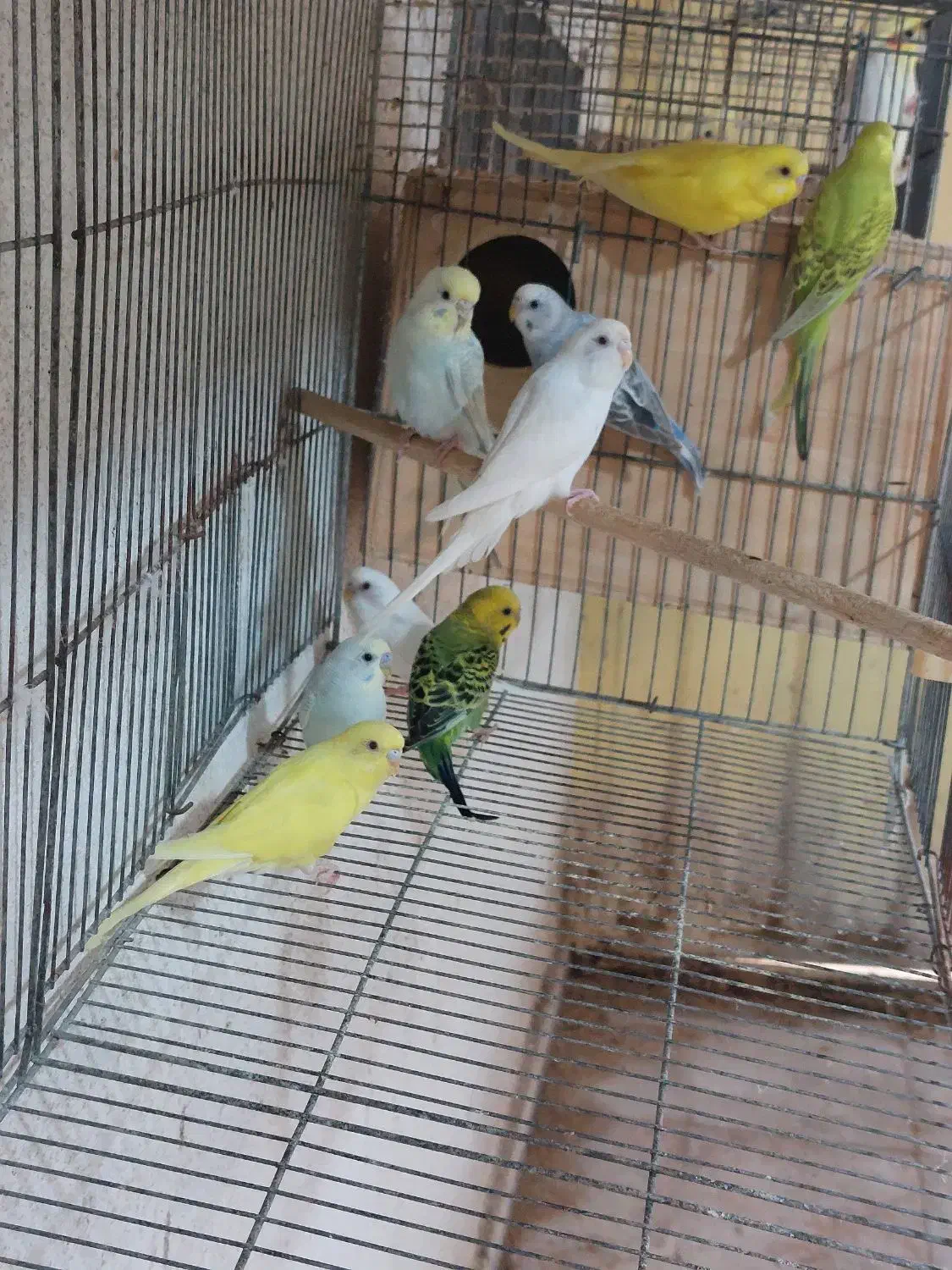 مرغ عشق|پرنده|بندر کنگان, |دیوار