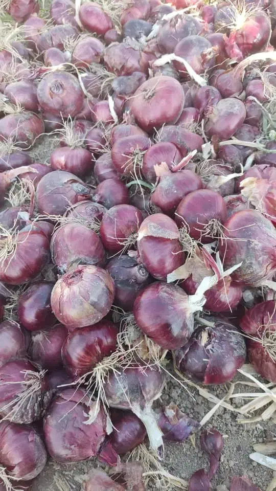 بذر پیاز قرمز|گل و گیاه طبیعی|جره و بالاده, |دیوار