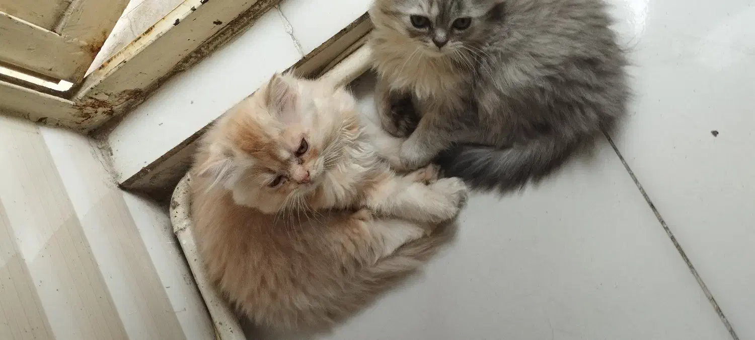 بچه گربه۳ماهه پسر|گربه|پاکدشت, پاکدشت (مامازند)|دیوار