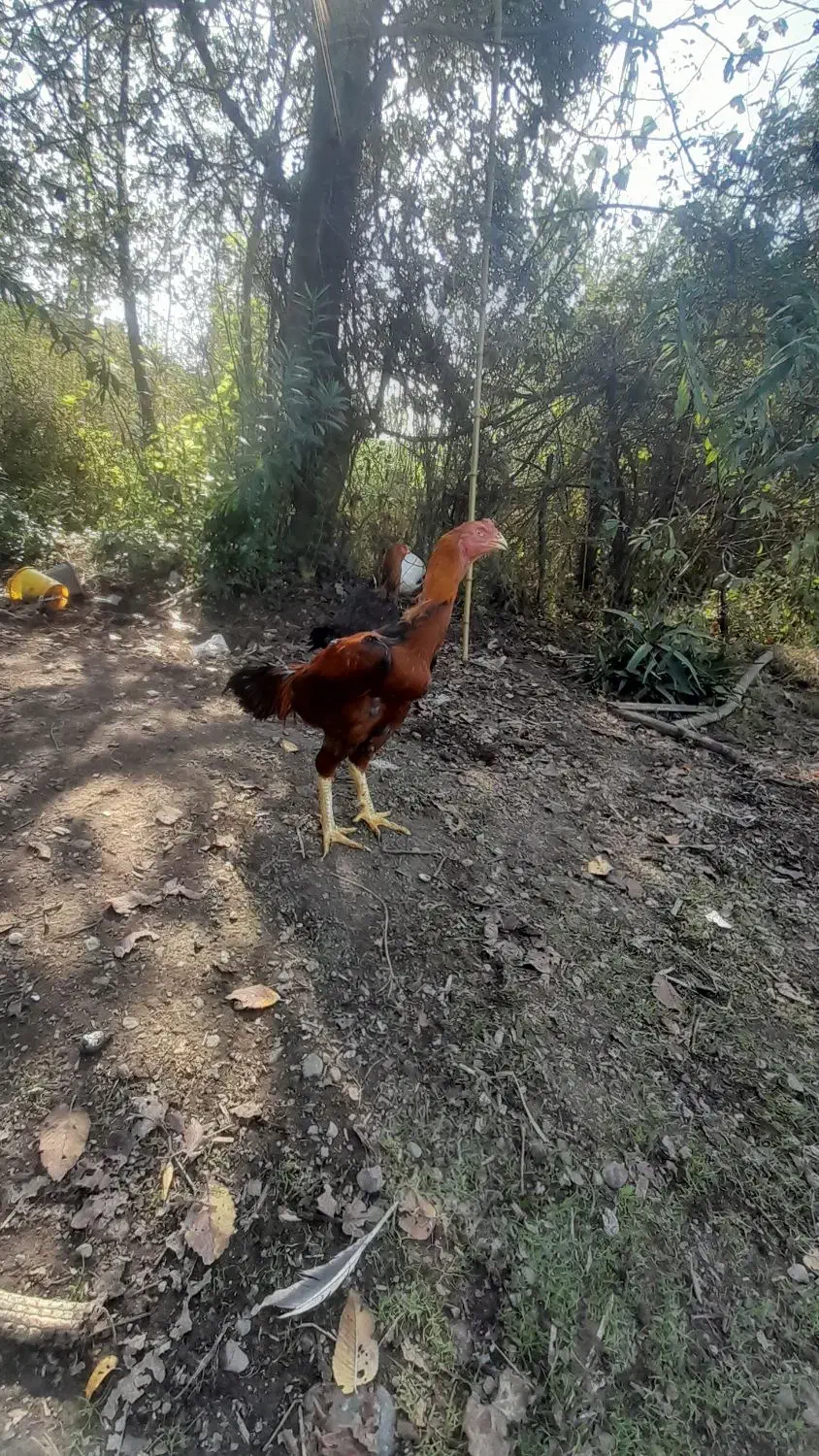 مرغ و خروس لاری|حیوانات مزرعه|رودبنه, |دیوار