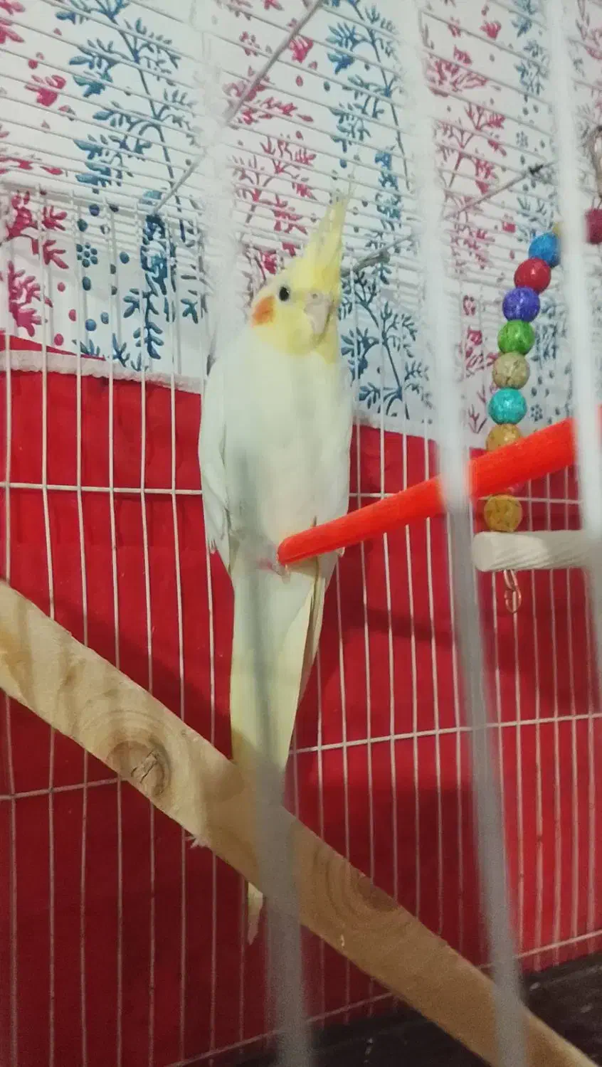 عروس هلندی نر دستی|پرنده|سلامی, |دیوار