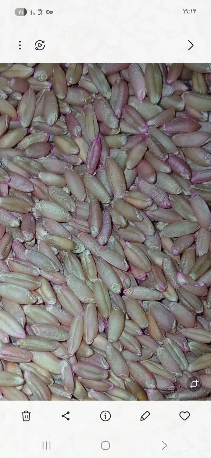 فروش گندم بذر|عمدهفروشی|دیواندره, |دیوار