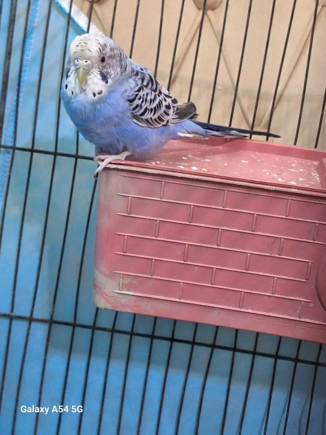 مرغ عشق|پرنده|ساوه, |دیوار