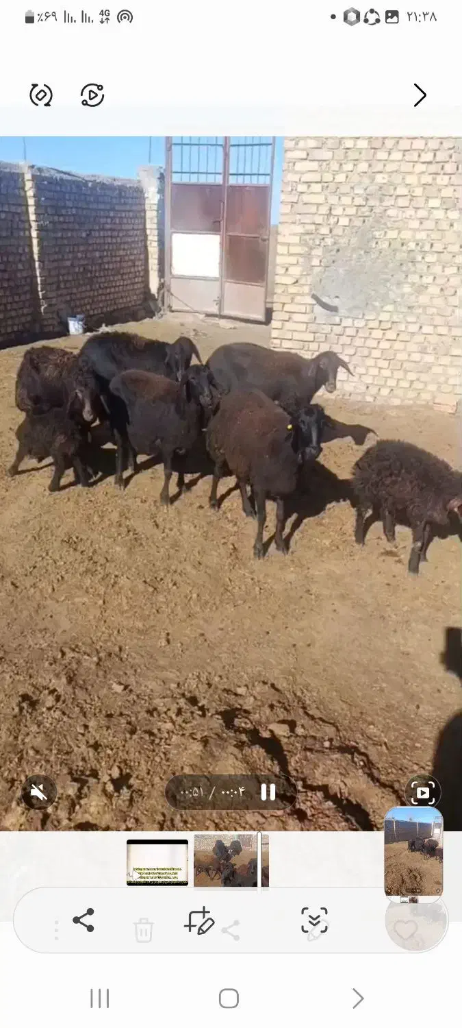 میش وبره|حیوانات مزرعه|طاغنکوه, |دیوار