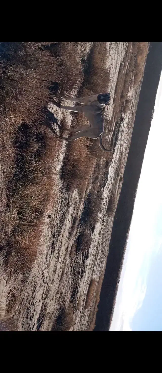 واگذاری سگ|سگ|میاندوآب, |دیوار