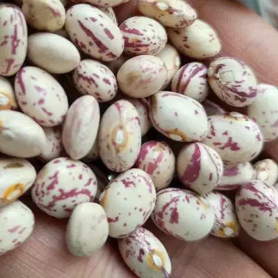 فروش ویژه لوبیا چیتی پاک شده 330|خوردنی و آشامیدنی|برخوار, |دیوار