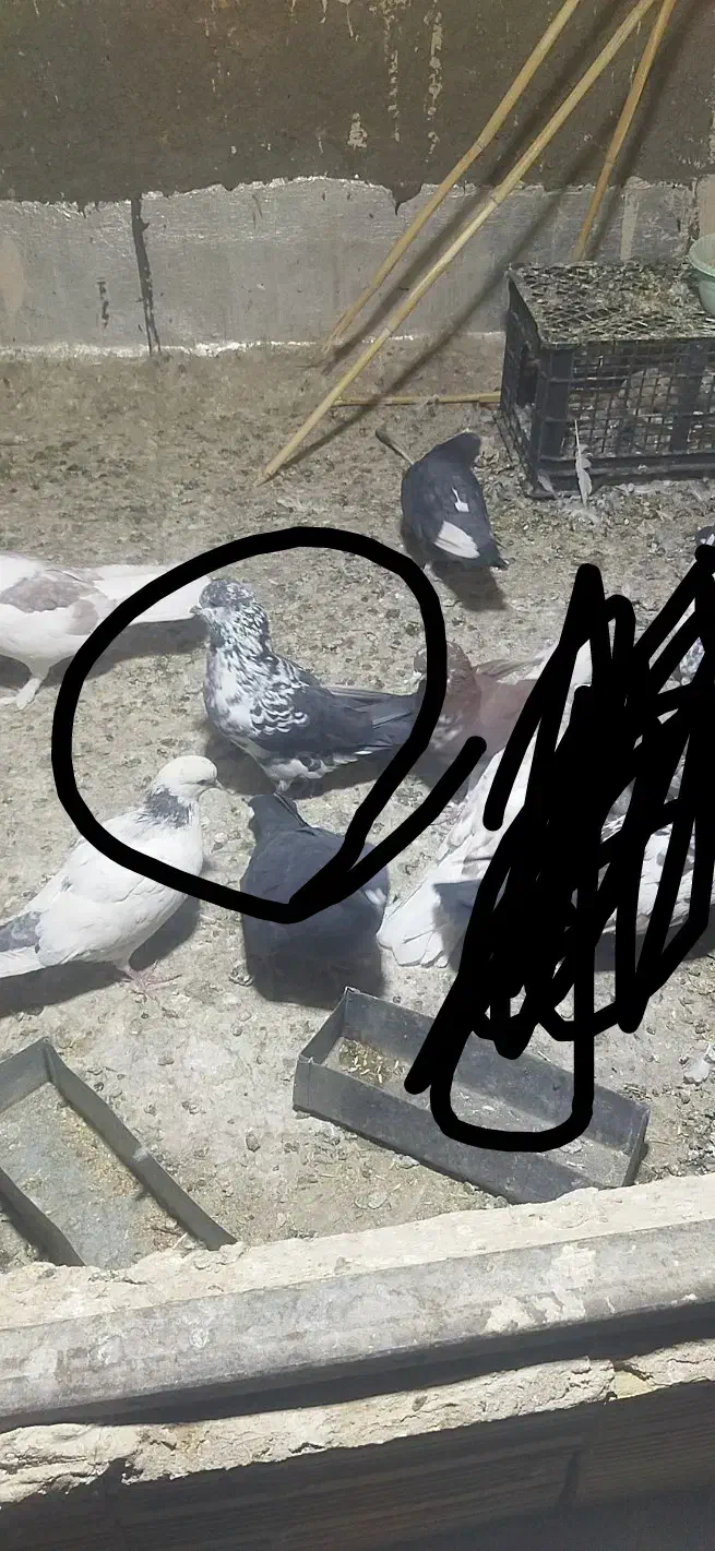 گمشده|حیوانات|سمنان, |دیوار