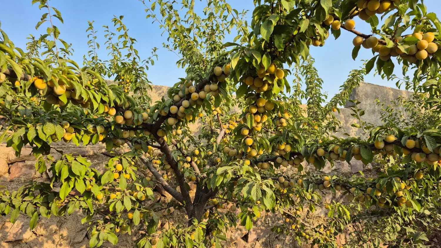 570 متر باغ میوه فشند ،درختان مثمر، آلاچیق|فروش زمین و ملک کلنگی|هشتگرد, فشند|دیوار