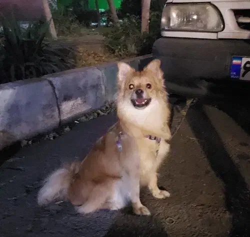 پامر اشپیتز خانگی|سگ|ری, شهرری|دیوار