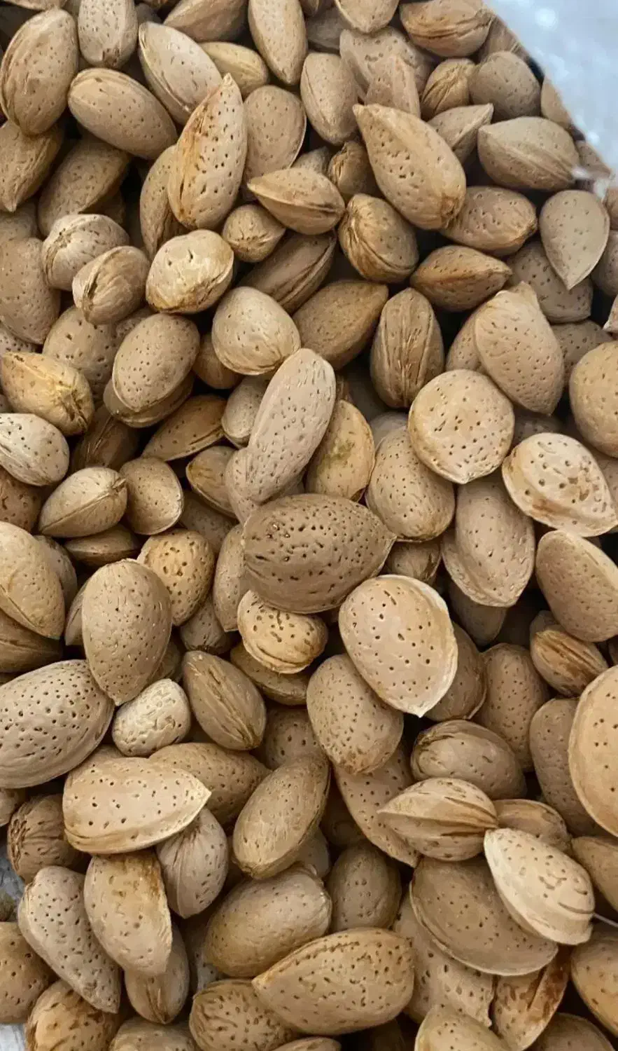 بادام تلخ و هسته تلخ|خوردنی و آشامیدنی|شاهین دژ, |دیوار