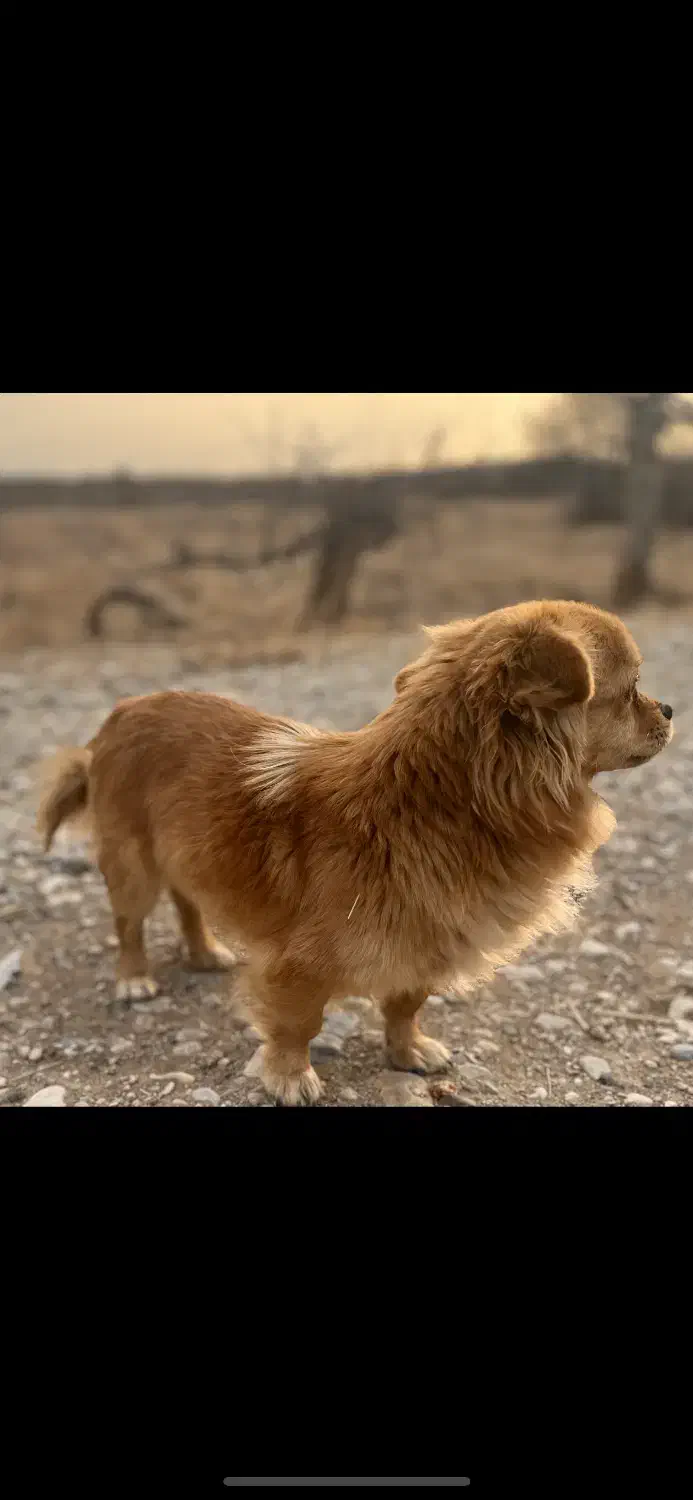 سگ گم شده|سگ|شاهرود, |دیوار