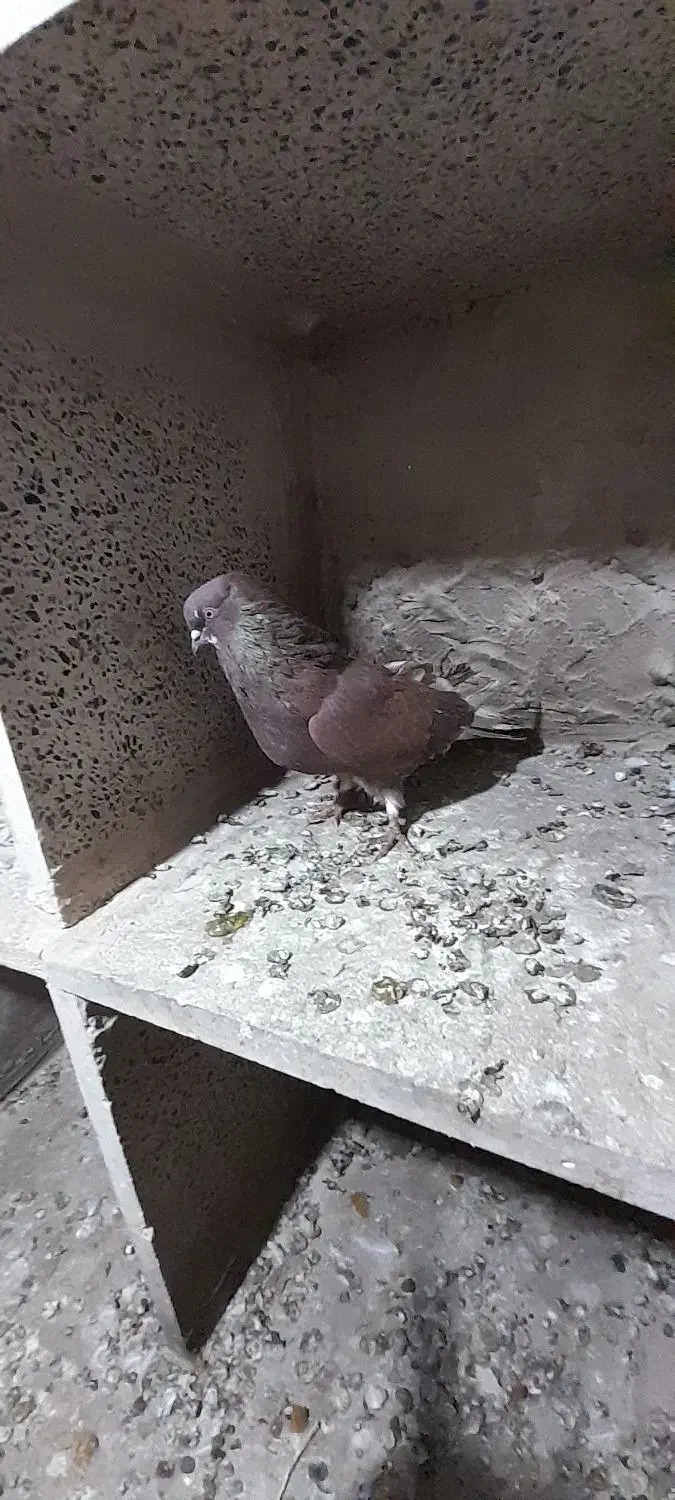 کفتر یا کبوتر|پرنده|ماهدشت, |دیوار