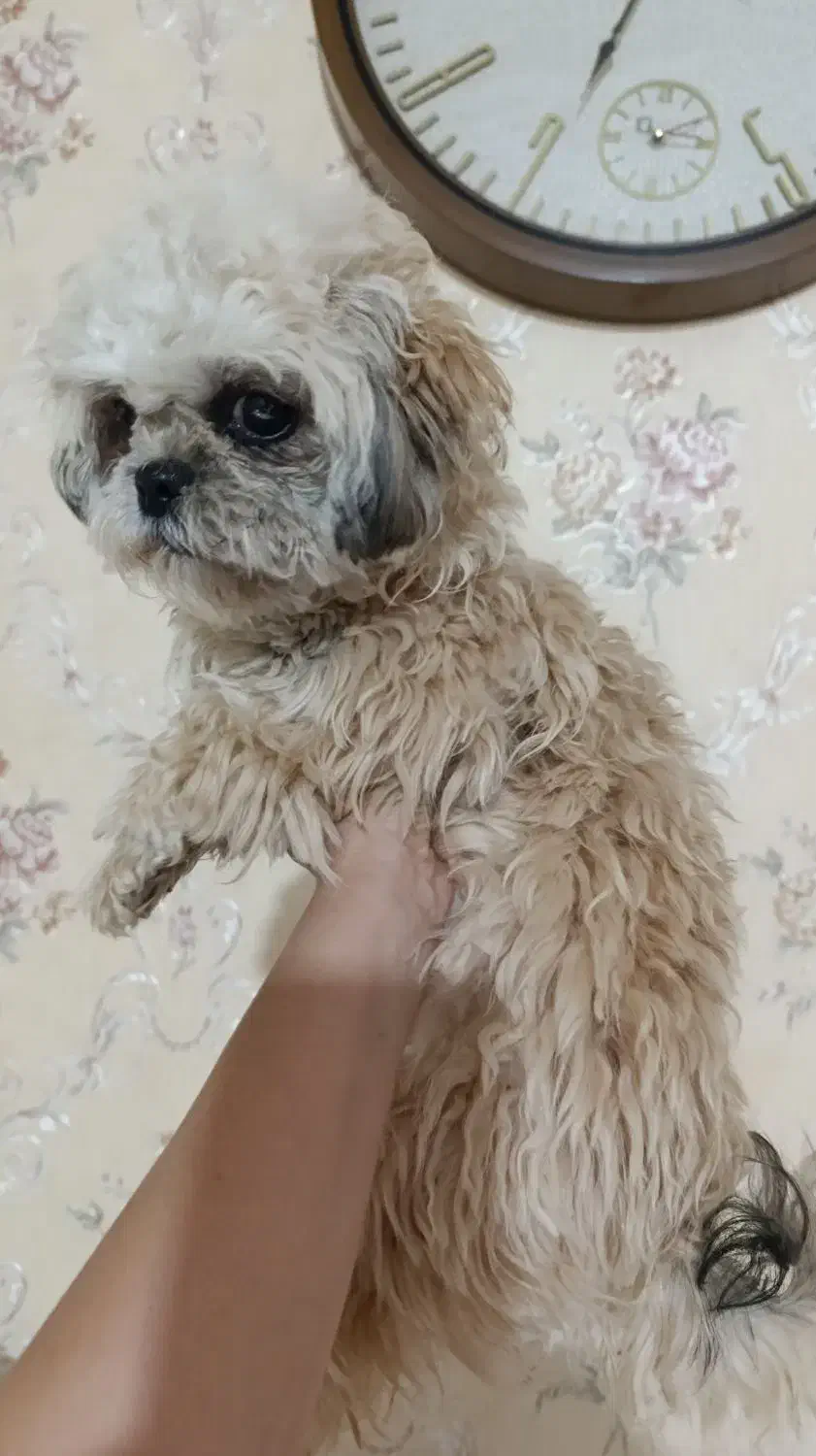 شیتزو پودل مینیاتور|سگ|شیراز, گلشن|دیوار