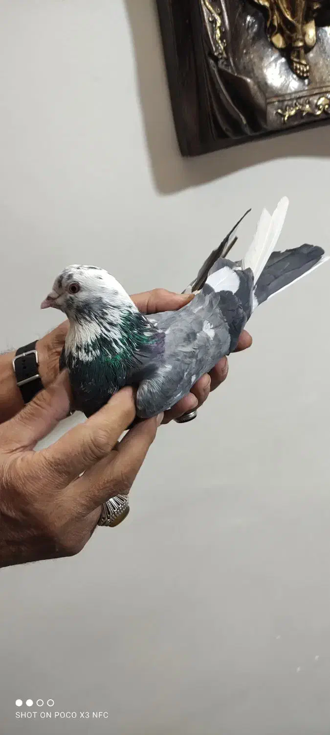 کفتر آس|پرنده|گلستان (تهران), |دیوار