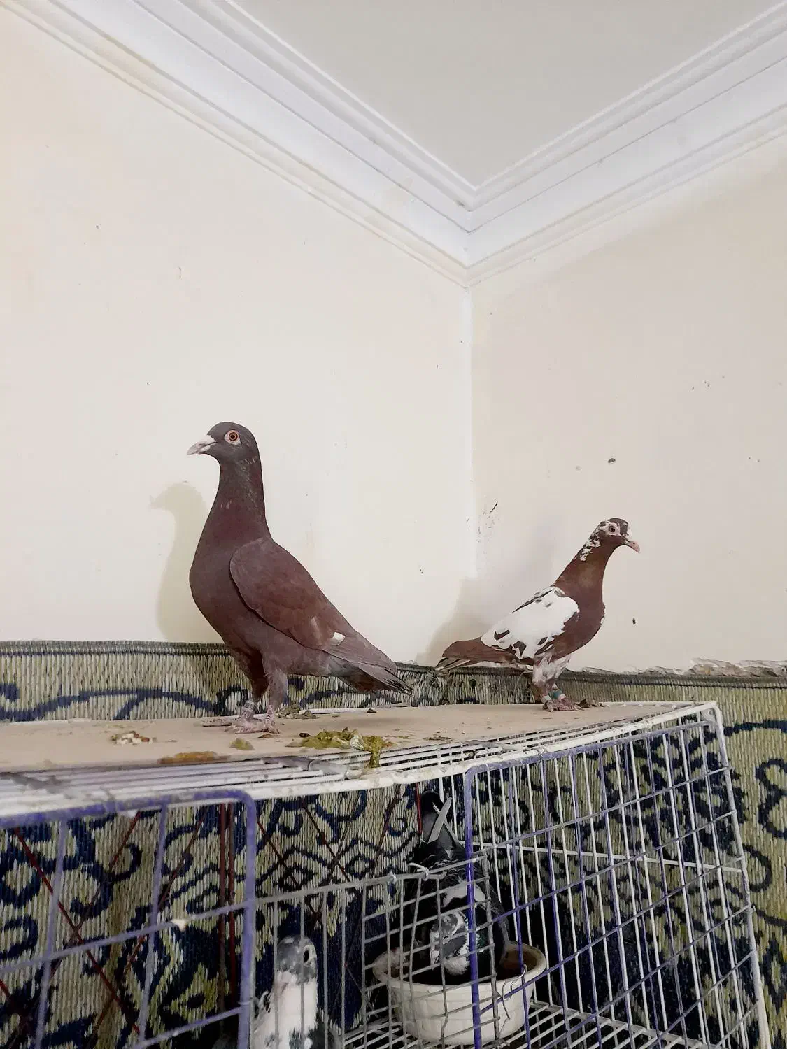 کبوترکارل میولمنز کفترپلاکی آلمانی|پرنده|تهران, مسعودیه|دیوار