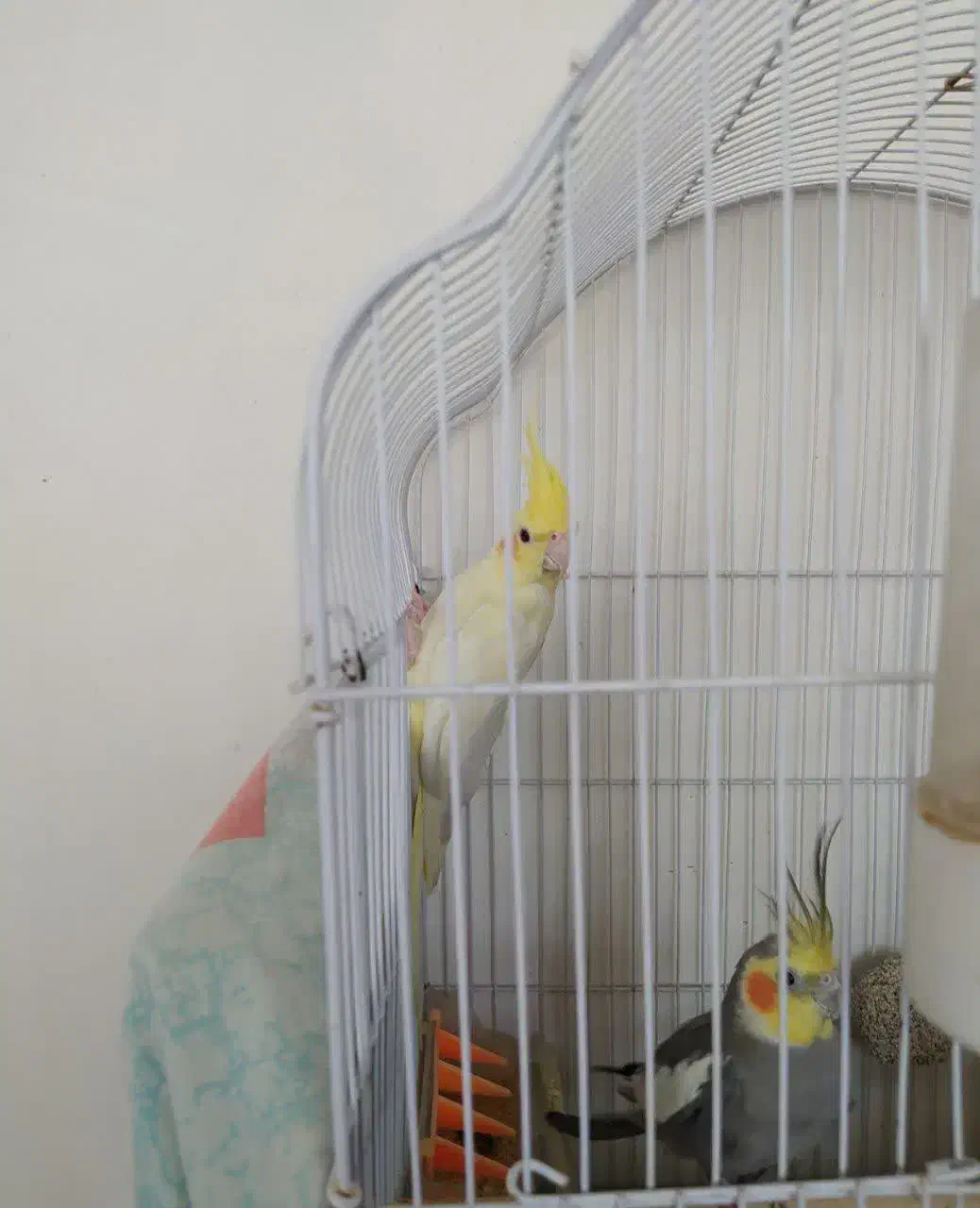 عروس هلندی|پرنده|تربت‌حیدریه, ده پائین|دیوار