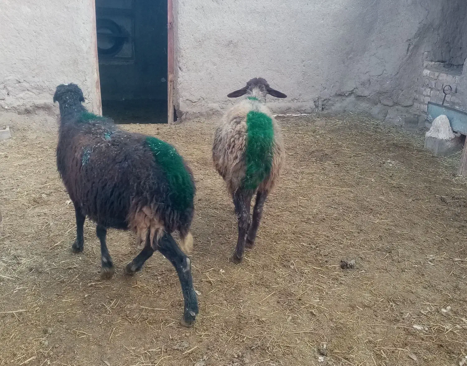 2راس میش آبستن، تخفیف ویژه برای روز مادر|حیوانات مزرعه|کدکن, |دیوار