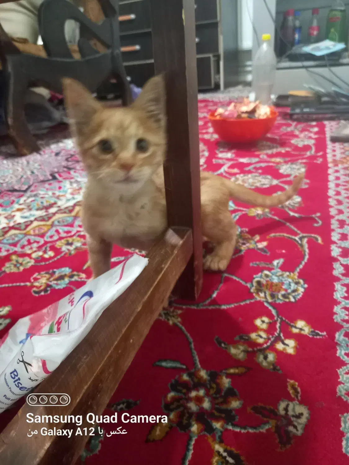 واگذاری بچه گربه|گربه|کرمانشاه, |دیوار