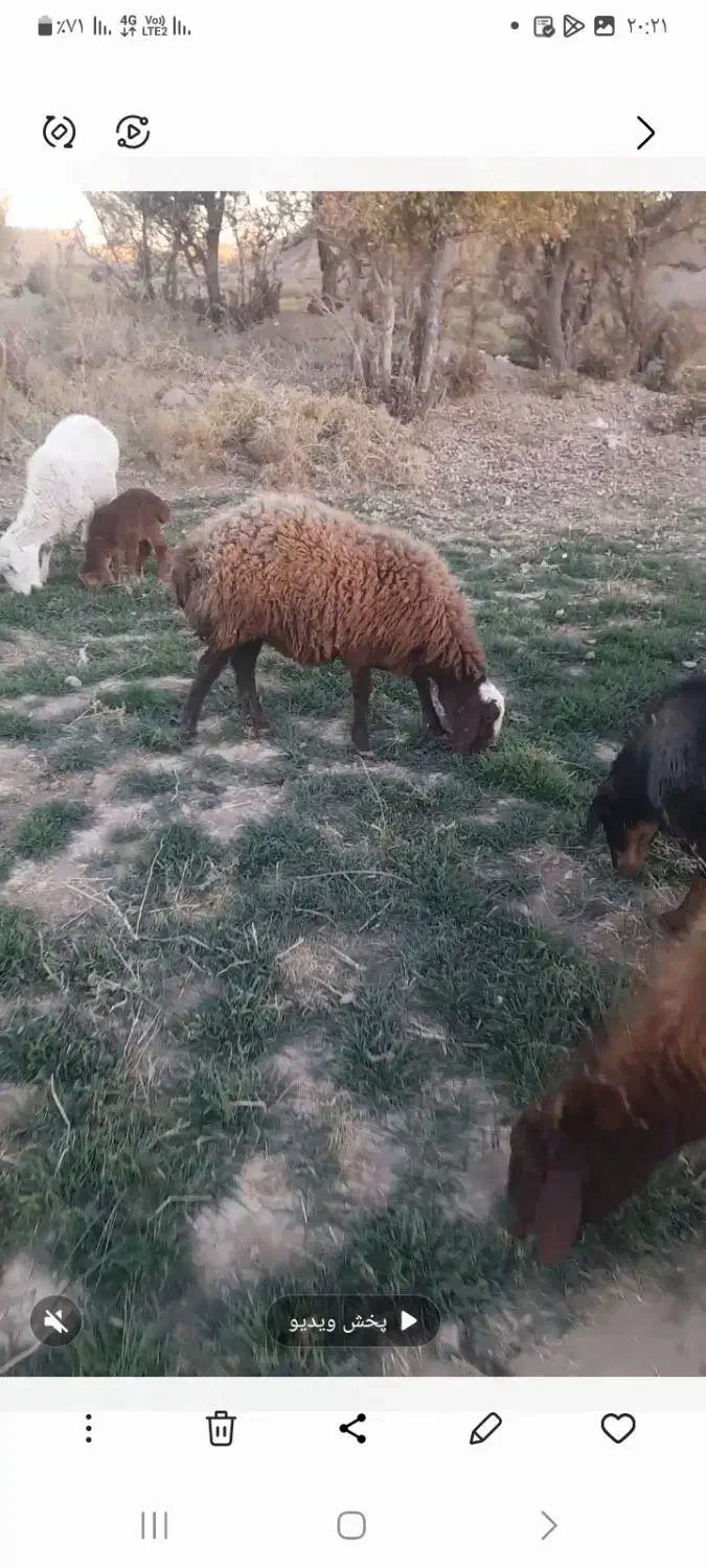 ۸ راس میش شیشک|حیوانات مزرعه|جغتای, |دیوار