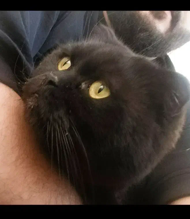 اسکاتیش بلک اصیل|گربه|محمدیه-قزوین, |دیوار