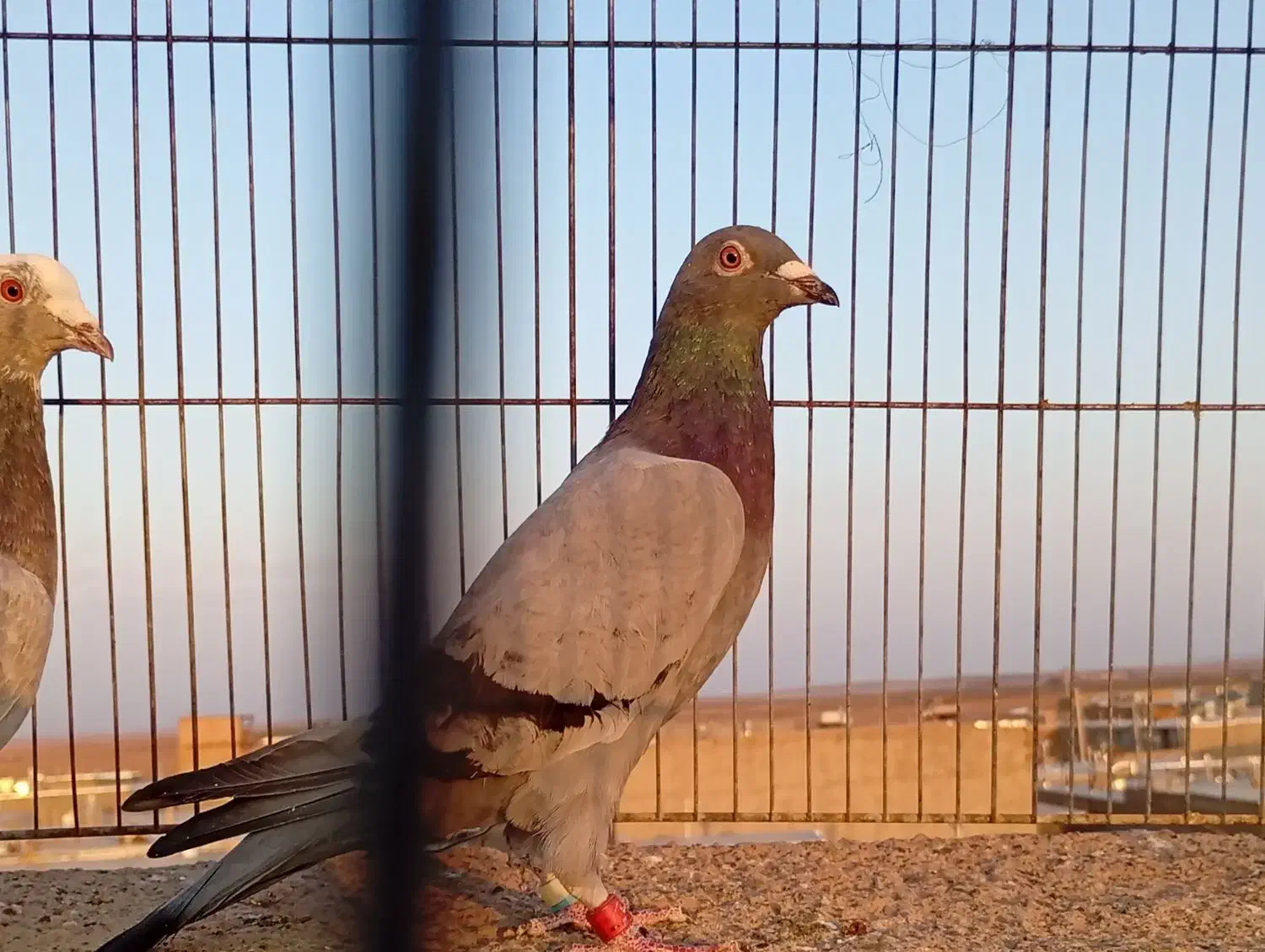 سبز پلاکی ماده درجه یک|پرنده|سبزوار, قصبه شرقی|دیوار