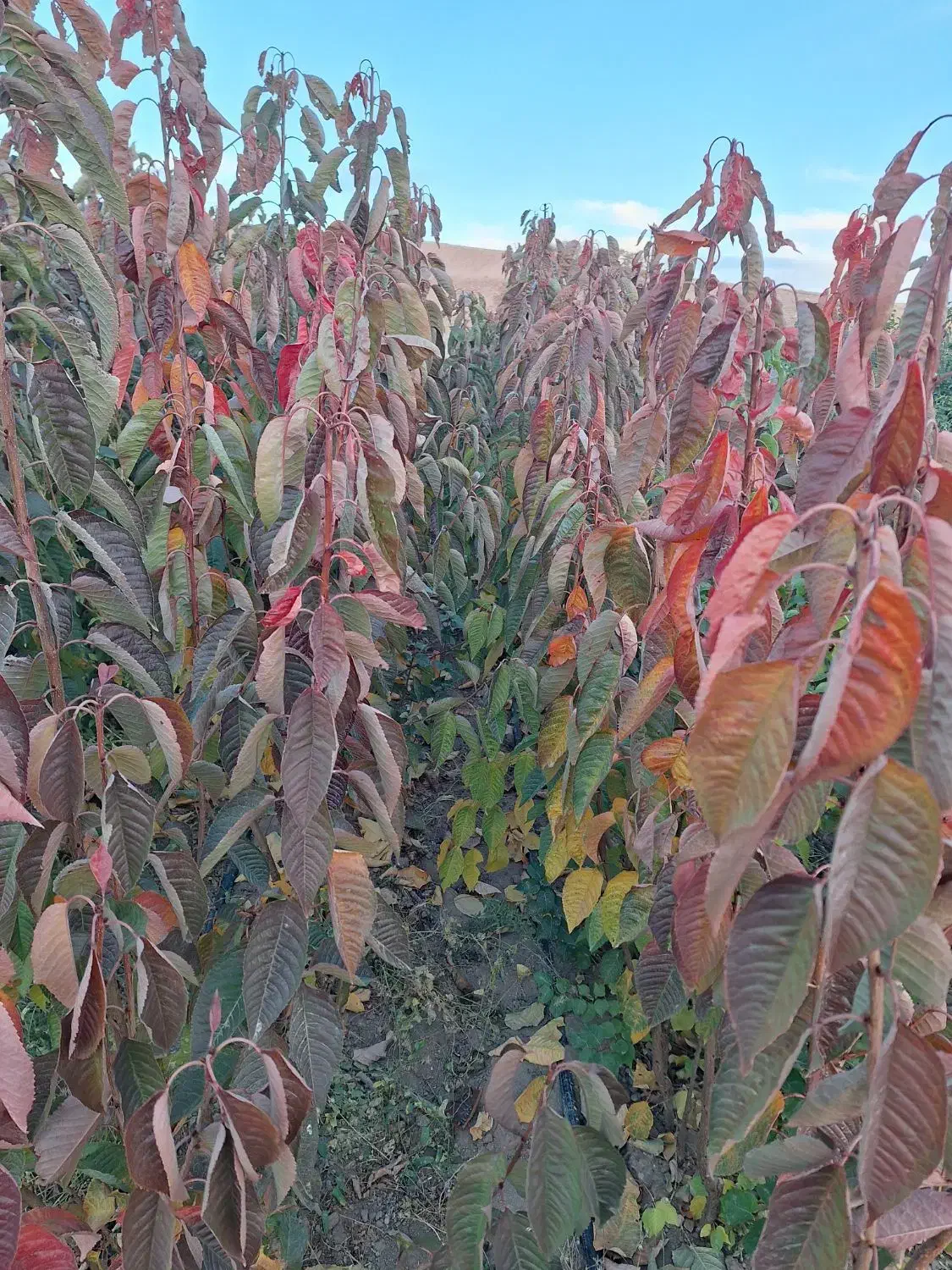 نهال فروشی|خدمات باغبانی و درختکاری|مراغه, |دیوار