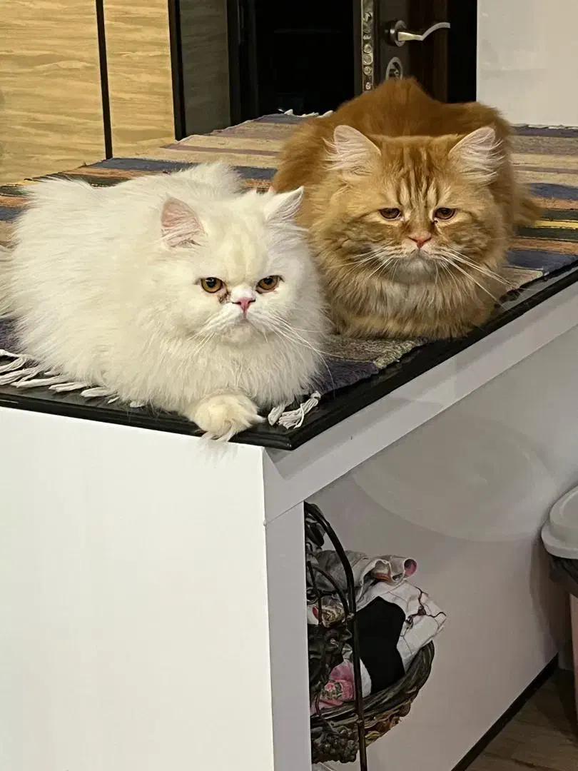 پرشین|گربه|زاهدان, |دیوار