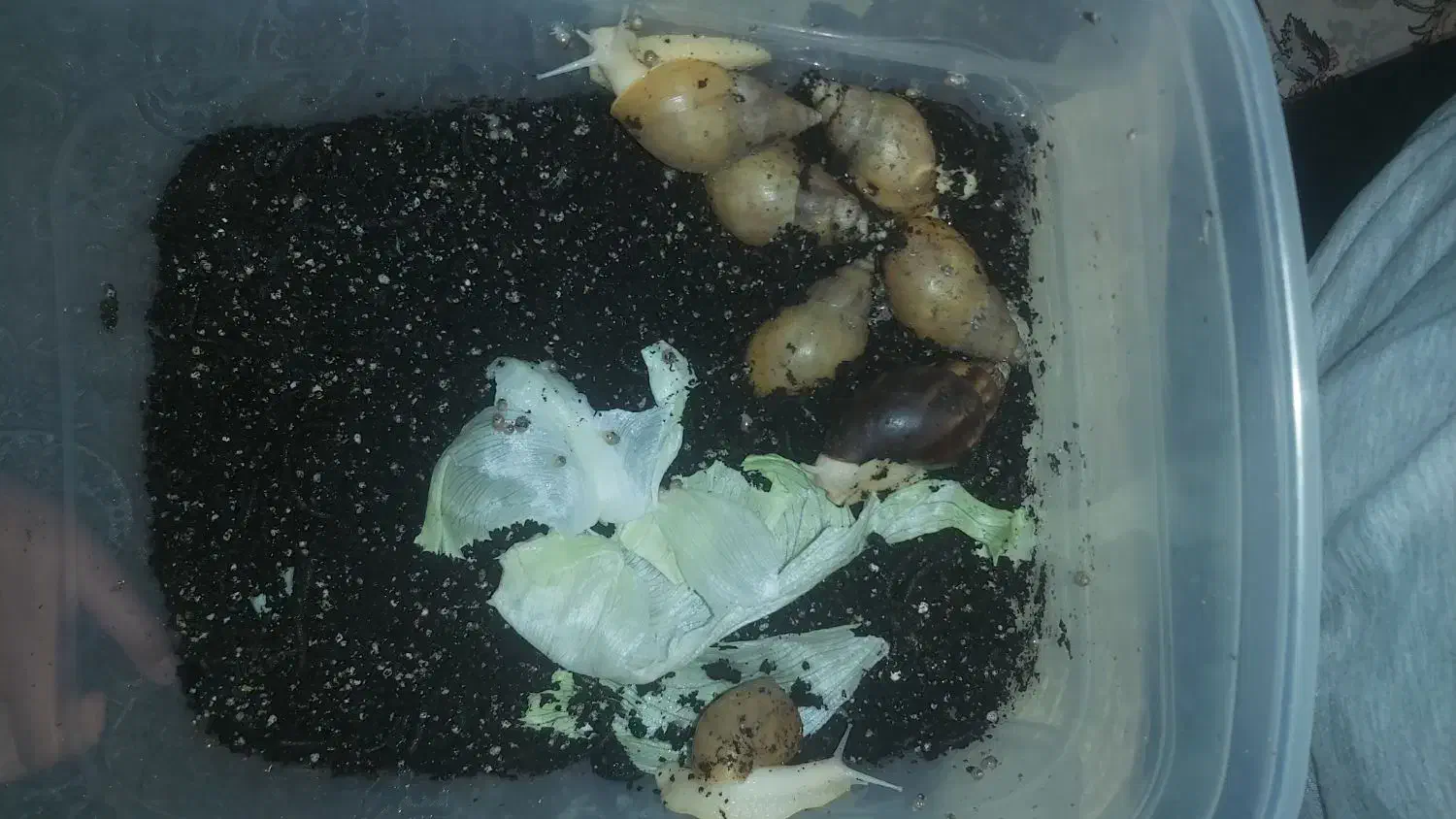 حلزون آلبینو بالغ و بچه|خزنده|کرج, عظیمیه|دیوار