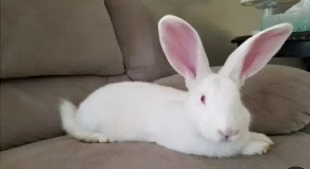 یک جفت خرگوش سرحال|موش و خرگوش|رفسنجان, |دیوار