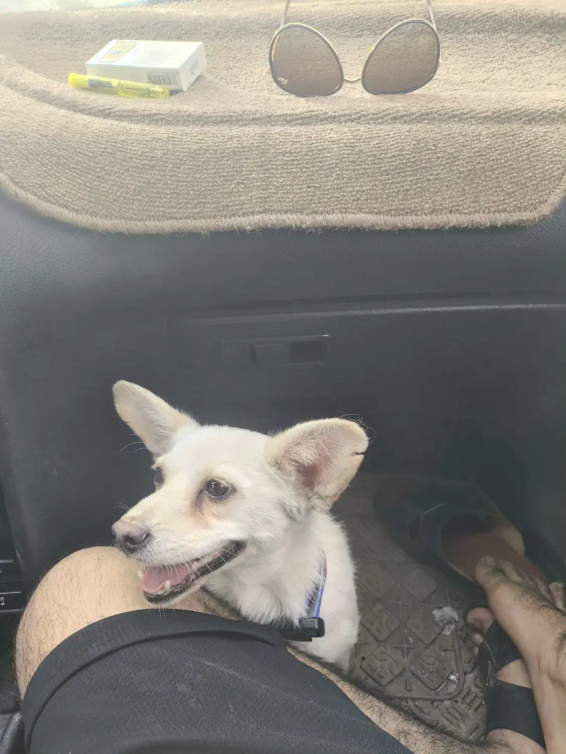 سگ پا کوتاه|سگ|لار, |دیوار