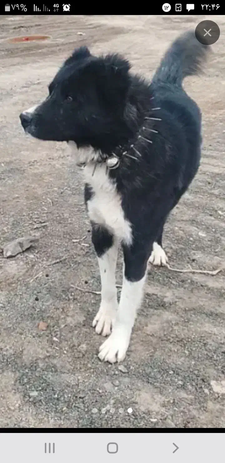 حیوان|حیوانات|گناباد, |دیوار