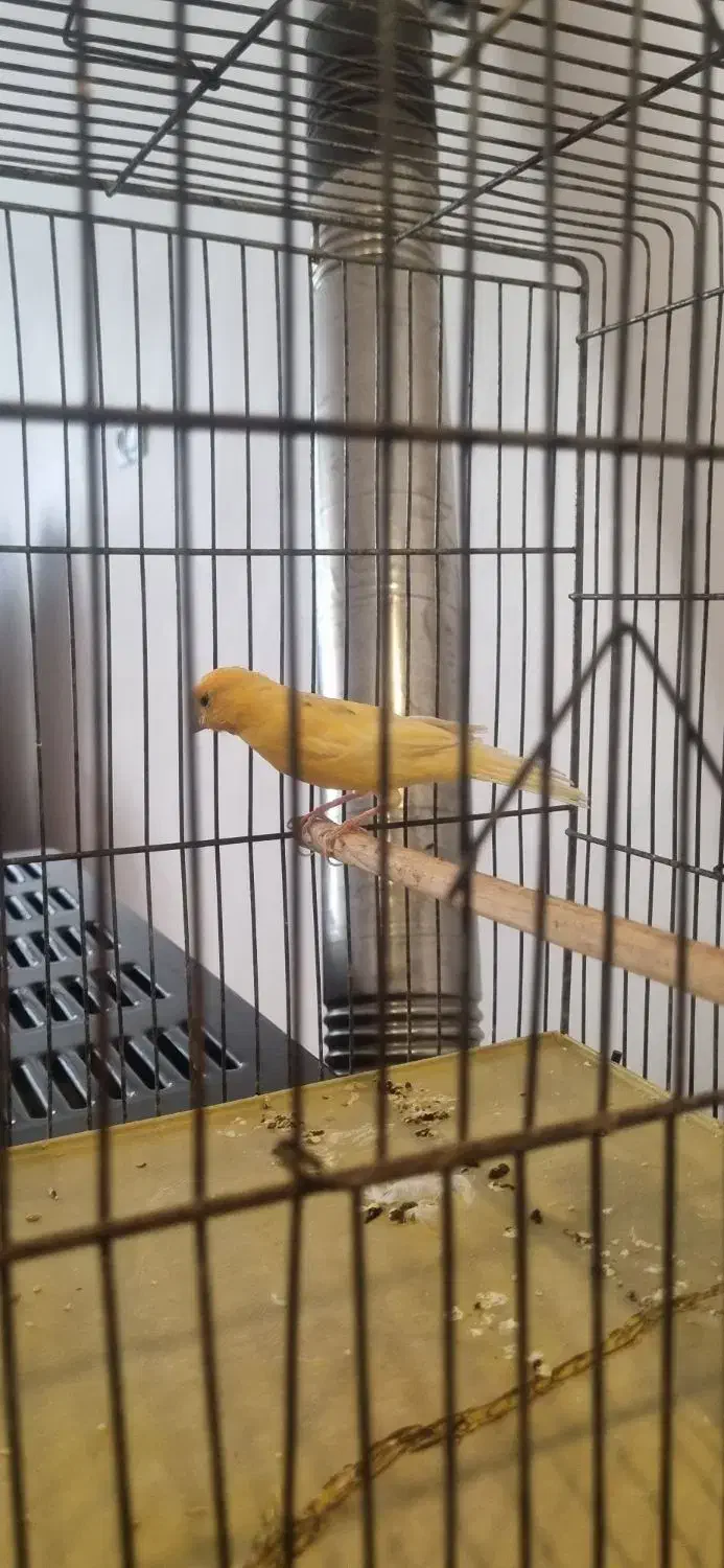 قناری مست|پرنده|بهار, |دیوار