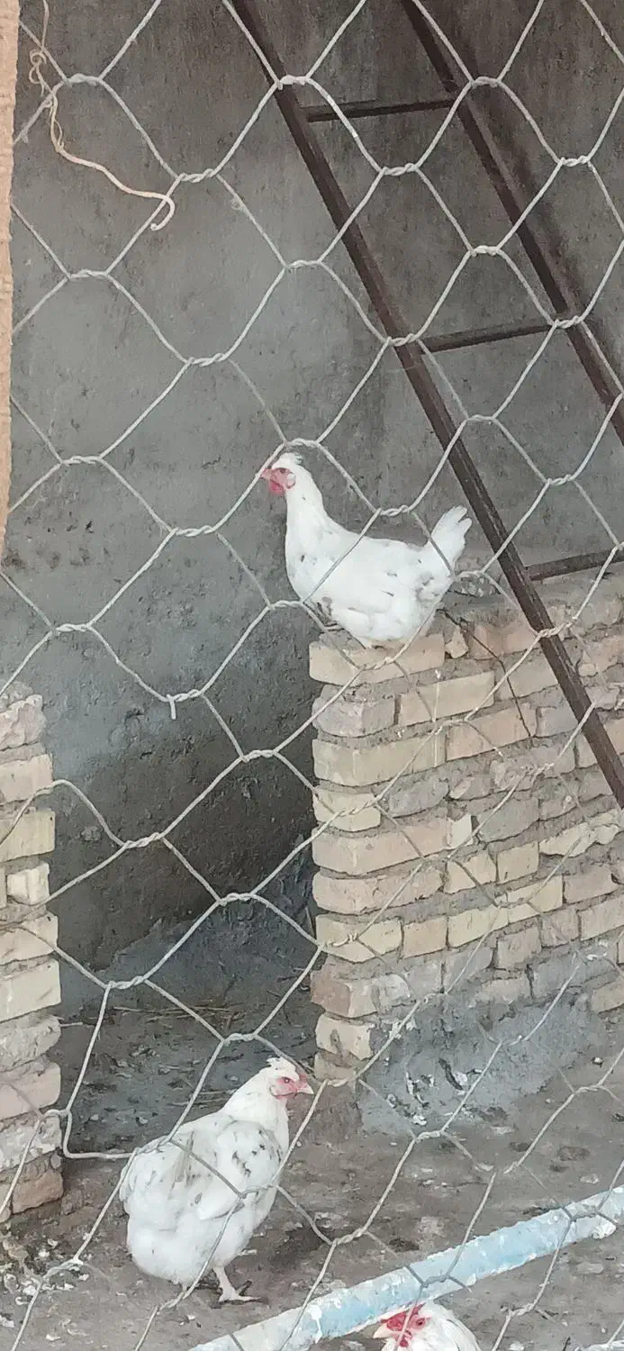 مرغ گلین خوب|حیوانات مزرعه|رامیان, |دیوار