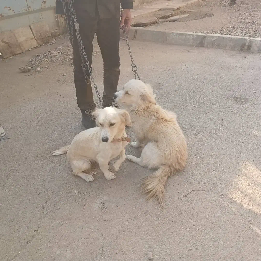 یک جفت پا کوتاه توله هاشون تو عکس هست|سگ|شاهینشهر, شهرک هشت بهشت|دیوار