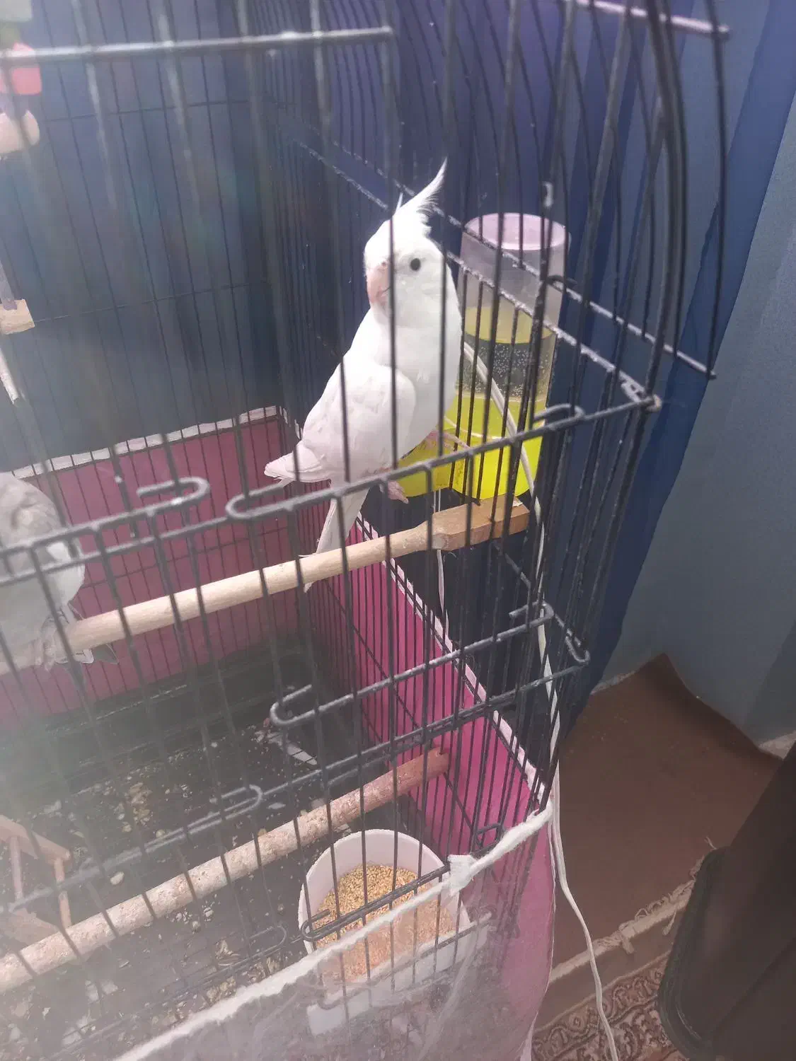 عروس هلندی|پرنده|مشهد, فارغ التحصیلان|دیوار