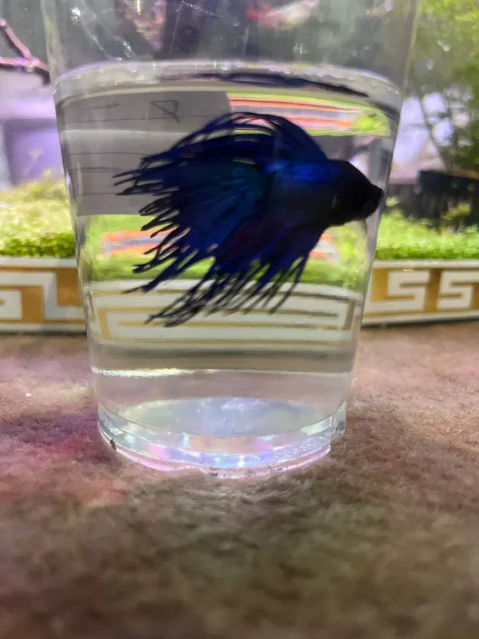 دونه‌ای ۳۰۰|ماهی|مهاباد (آذربایجان غربی), |دیوار