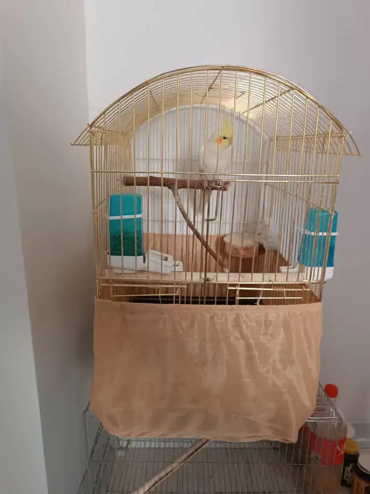 پرنده عروس هلندی|پرنده|دماوند, مسکن مهر گیلاوند|دیوار