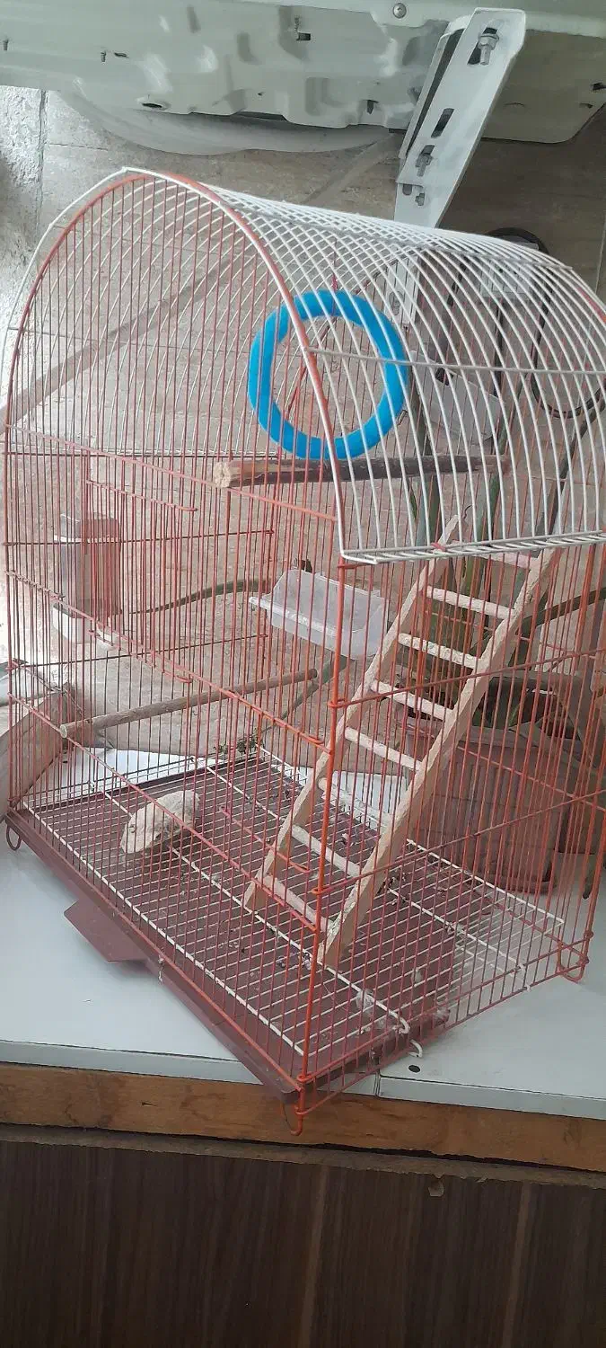 قفس پرنده|لوازم جانبی حیوانات|رشت, نظری|دیوار