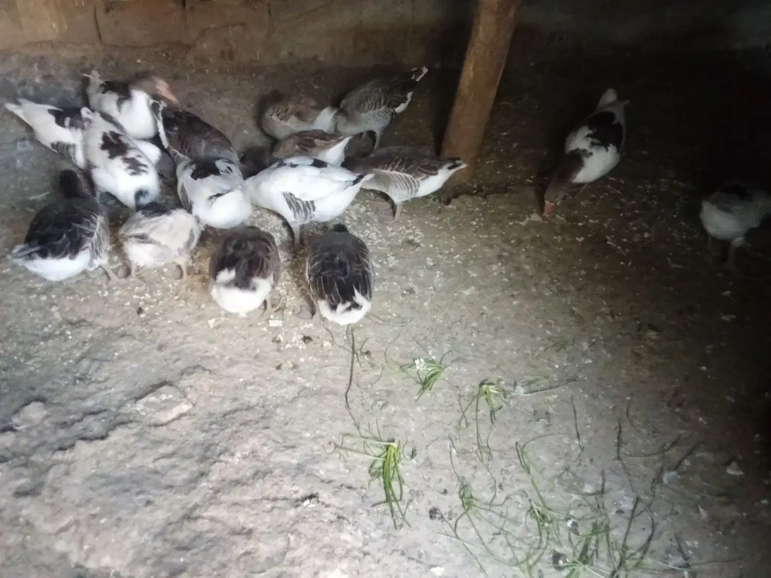 غاز|حیوانات مزرعه|شاهین دژ, |دیوار