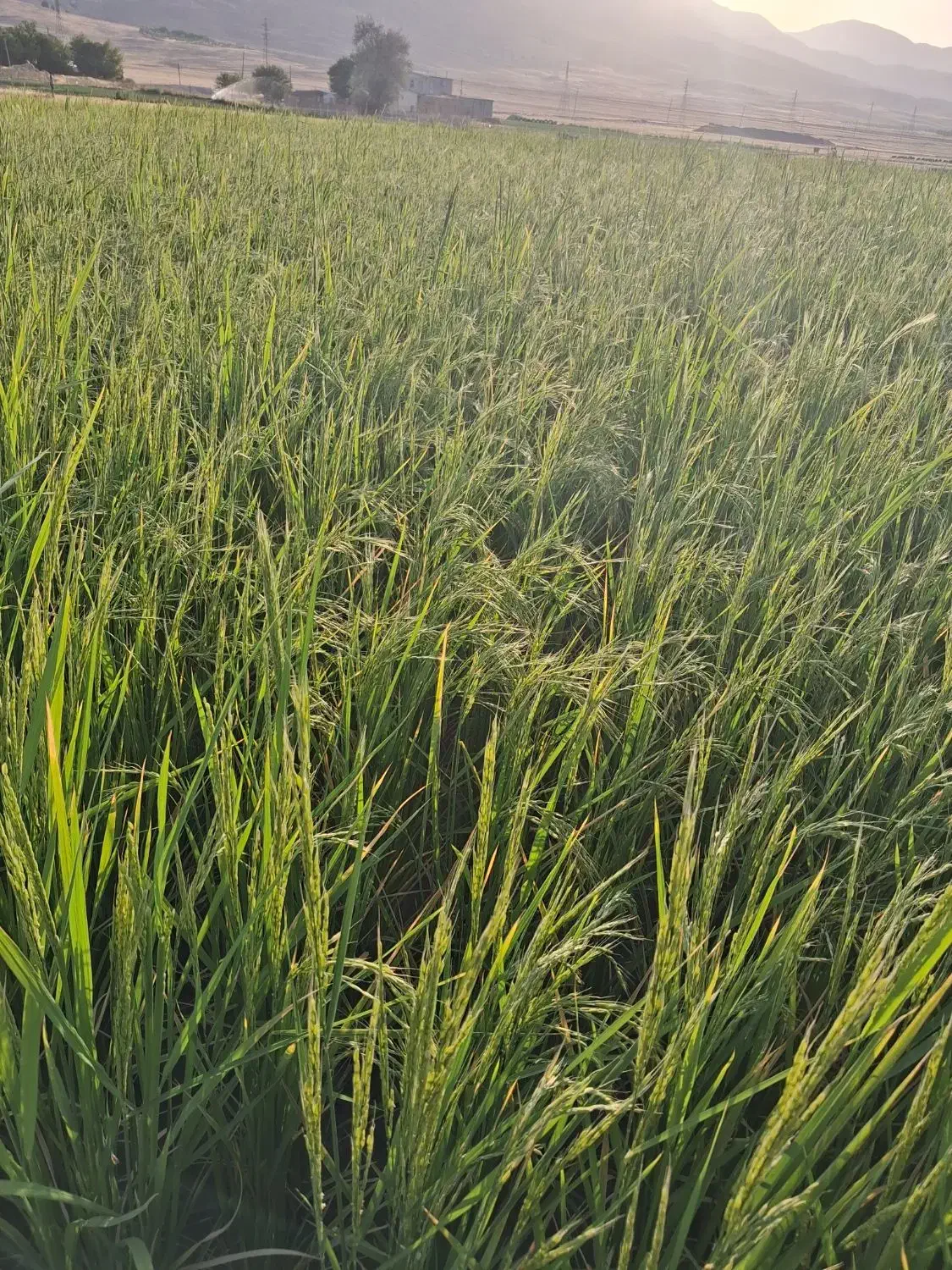 برنج محلی نیمدانه و سالم طارم علی درجه یک|خوردنی و آشامیدنی|بروجرد, |دیوار