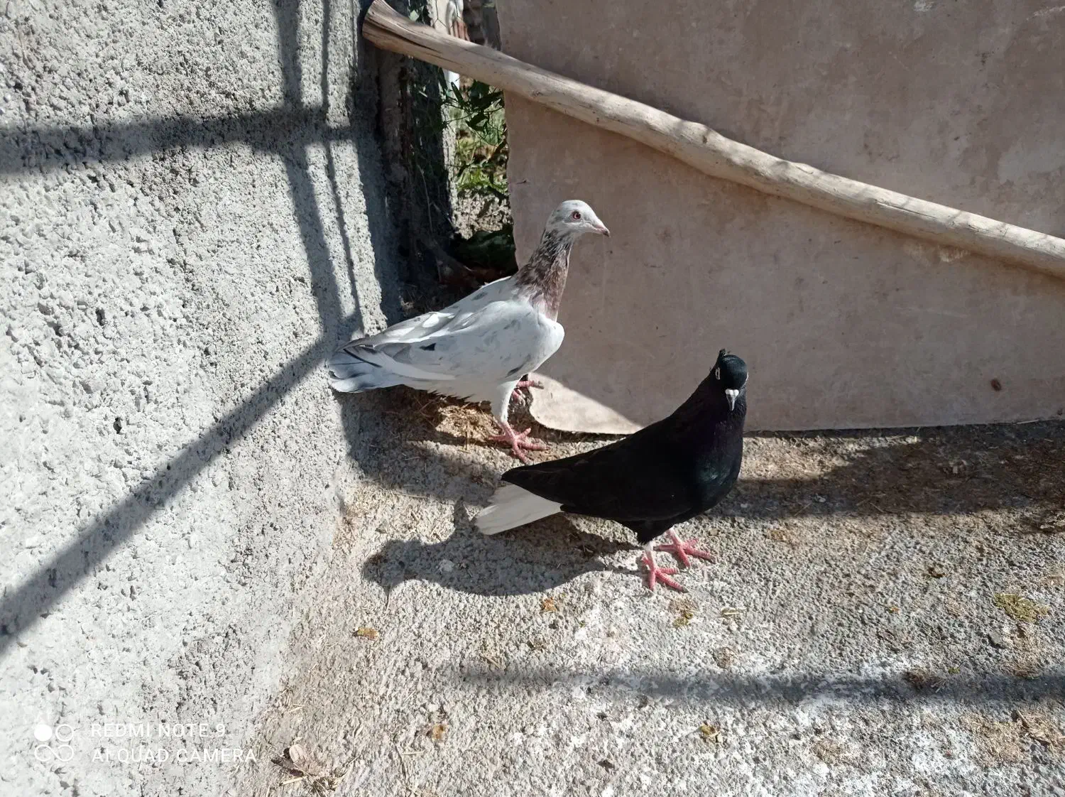 هفرنگ خطی|پرنده|قزوین, |دیوار