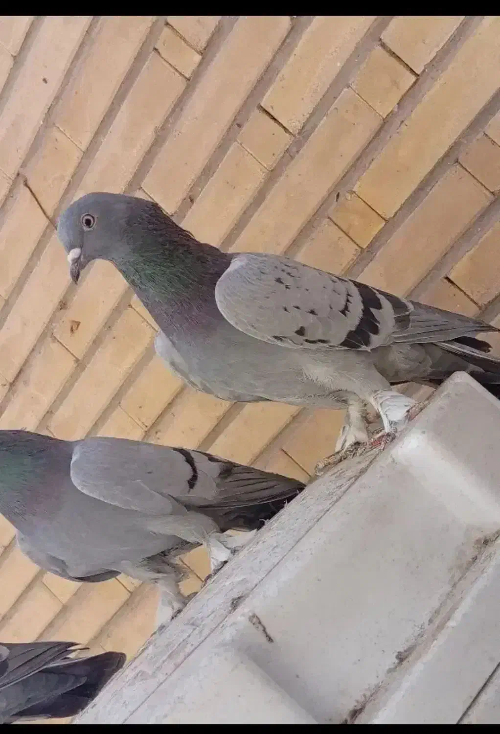 کبوتر|پرنده|جوانرود, |دیوار