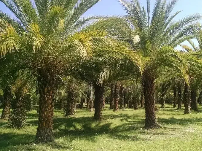 فروش نخل تنه بلند از یک متری تا 10متری|خدمات باغبانی و درختکاری|کاشان, فاز ۱ ناجی آباد|دیوار